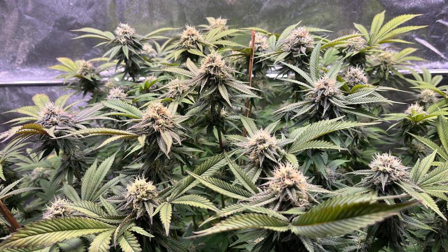 Monstercropping 1.1. Week 13