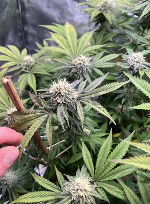 Monstercropping 1.1. Week 13