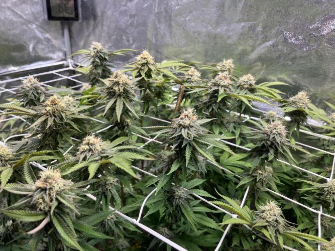 Monstercropping 1.1. Week 14