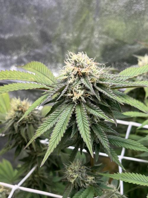 Monstercropping 1.1. Week 14