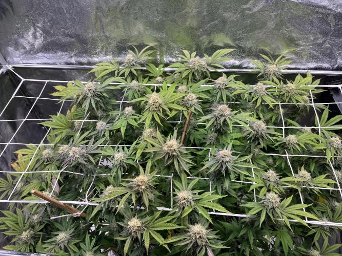 Monstercropping 1.1. Week 14
