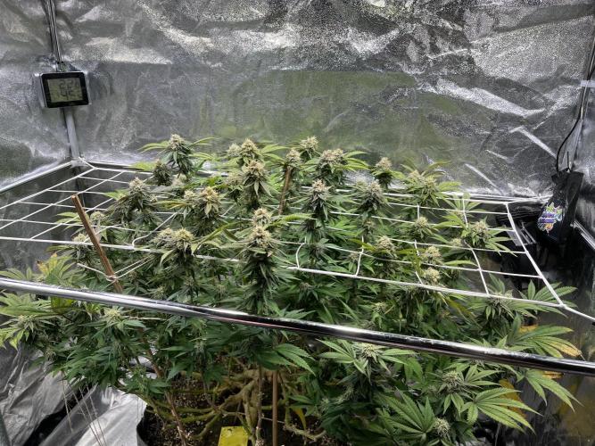 Monstercropping 1.1. Week 14