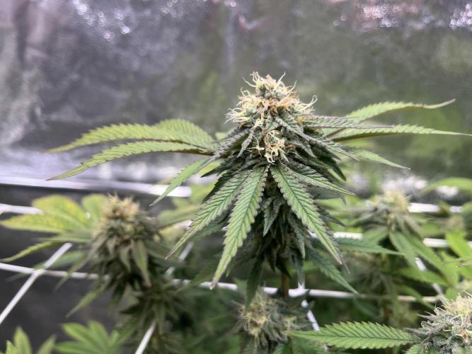 Monstercropping 1.1. Week 14