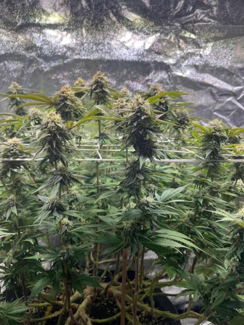 Monstercropping 1.1. Week 14