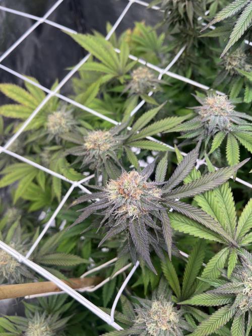 Monstercropping 1.1. Week 14
