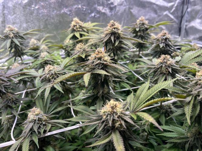 Monstercropping 1.1. Week 14