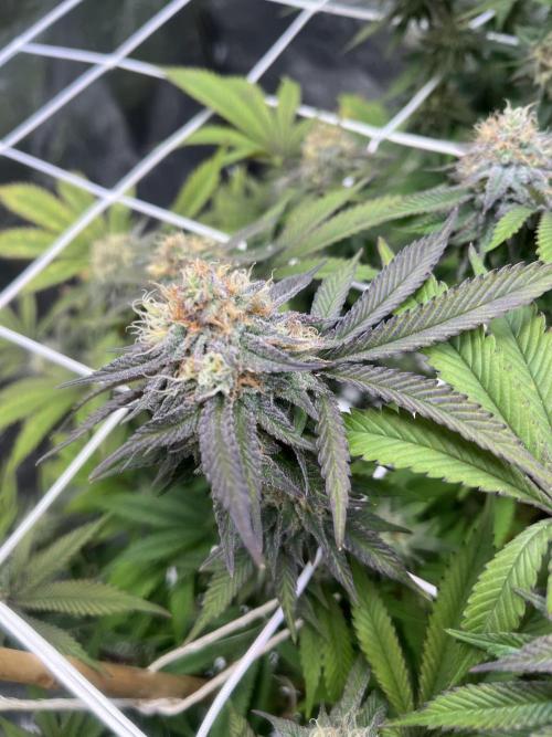 Monstercropping 1.1. Week 14