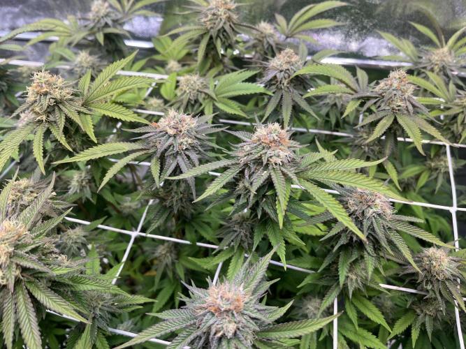 Monstercropping 1.1. Week 14