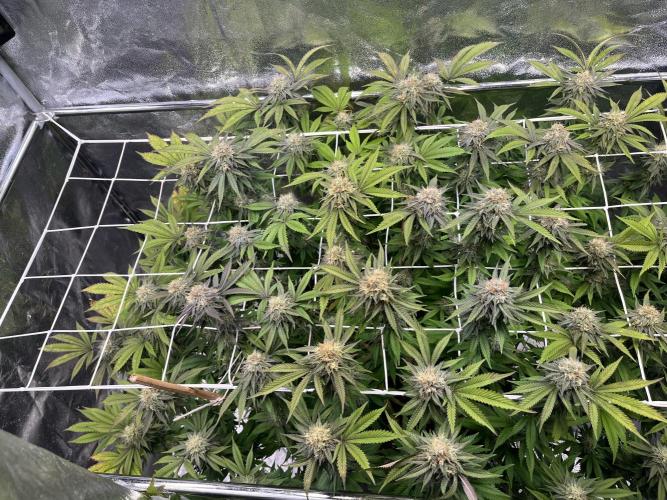 Monstercropping 1.1. Week 14