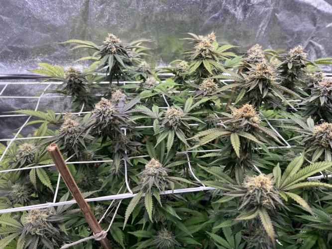 Monstercropping 1.1. Week 14