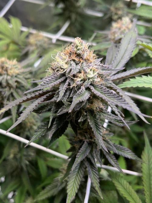 Monstercropping 1.1. Week 14