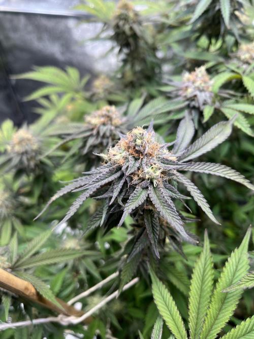 Monstercropping 1.1. Week 15
