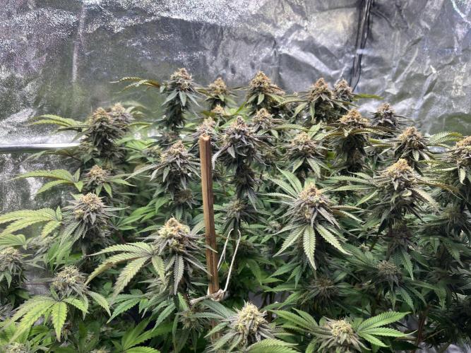Monstercropping 1.1. Week 15