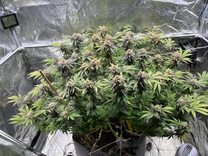 Monstercropping 1.1. Week 15