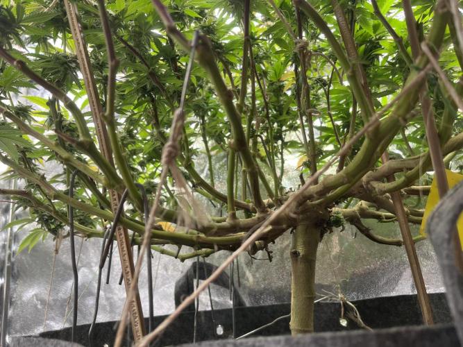 Monstercropping 1.1. Week 15