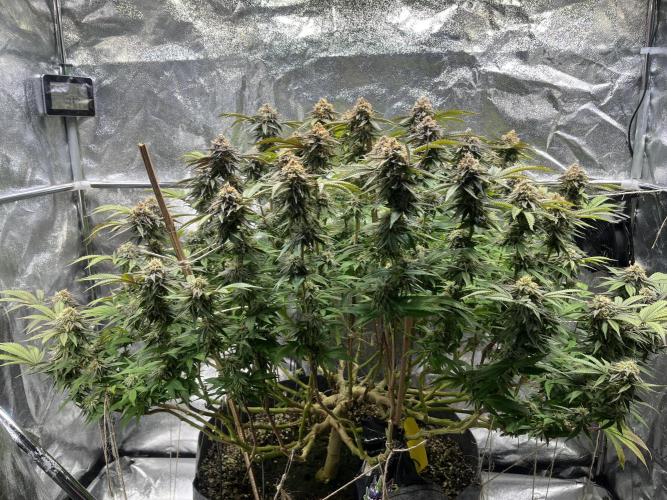 Monstercropping 1.1. Week 15