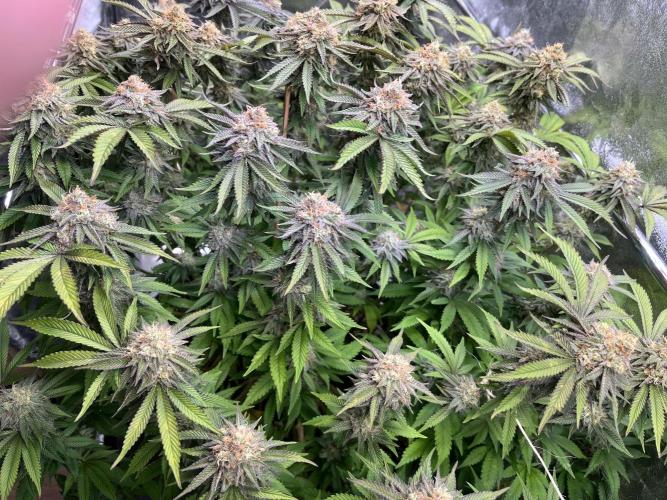 Monstercropping 1.1. Week 15