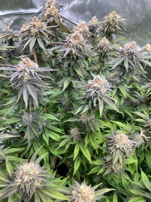 Monstercropping 1.1. Week 15