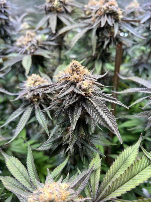 Monstercropping 1.1. Week 15
