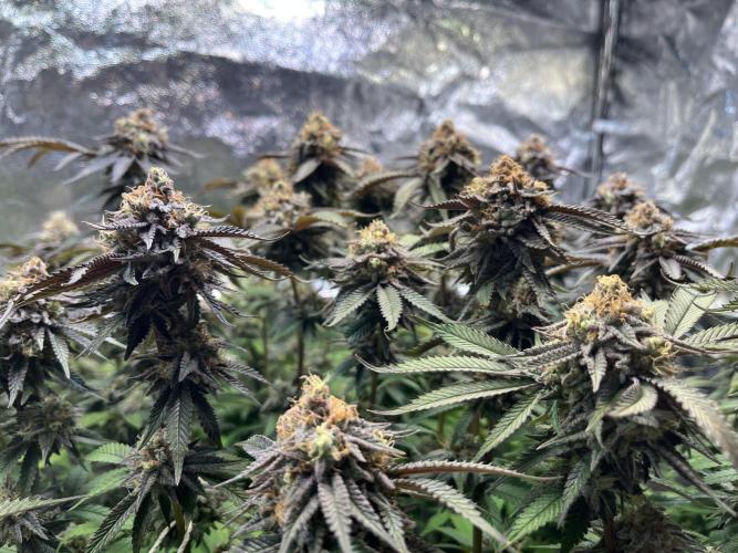 Monstercropping 1.1. Week 15