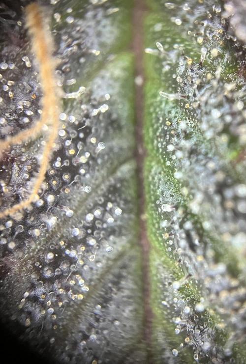 Monstercropping 1.1. Week 15