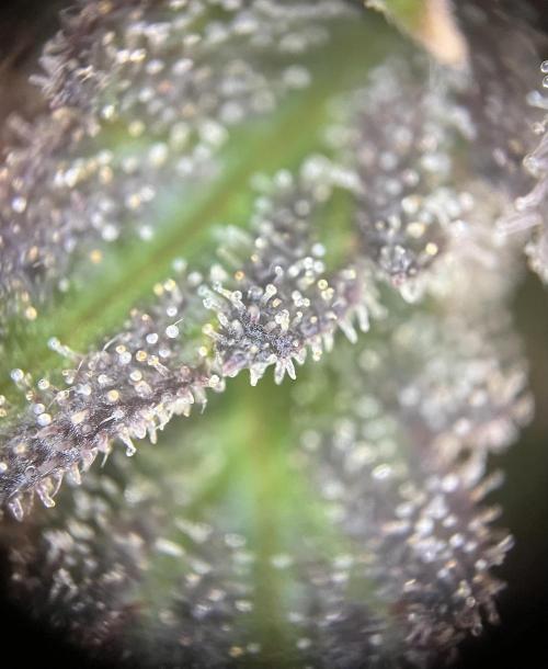 Monstercropping 1.1. Week 15