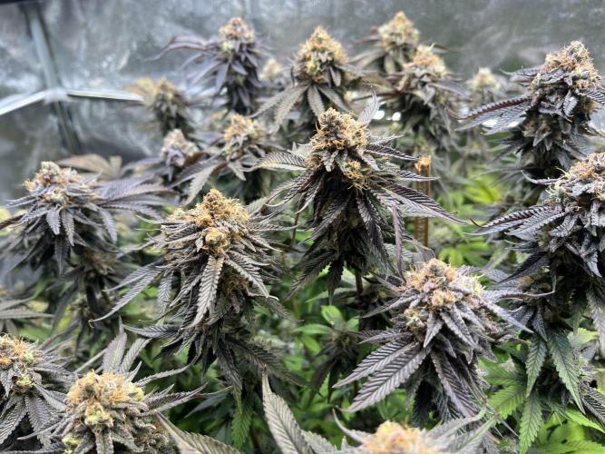Monstercropping 1.1. Week 15