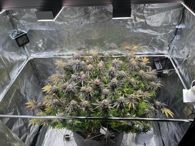 Monstercropping 1.1. Week 15