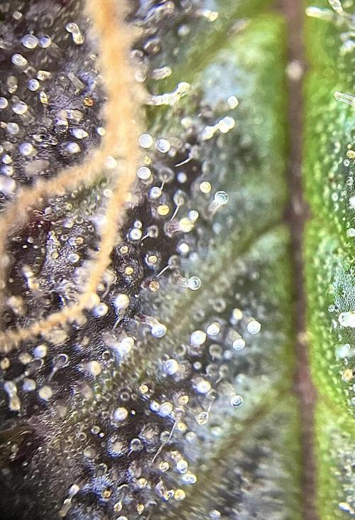 Monstercropping 1.1. Week 15