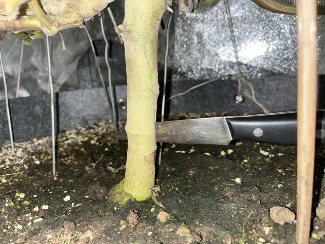 Monstercropping 1.1. Week 16