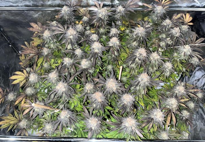 Monstercropping 1.1. Week 16