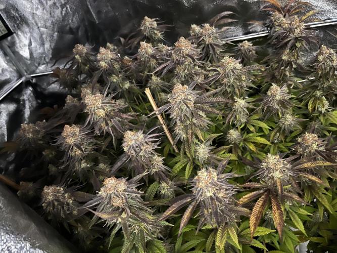 Monstercropping 1.1. Week 16