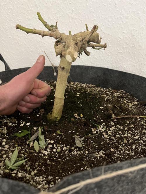 Monstercropping 1.1. Week 17