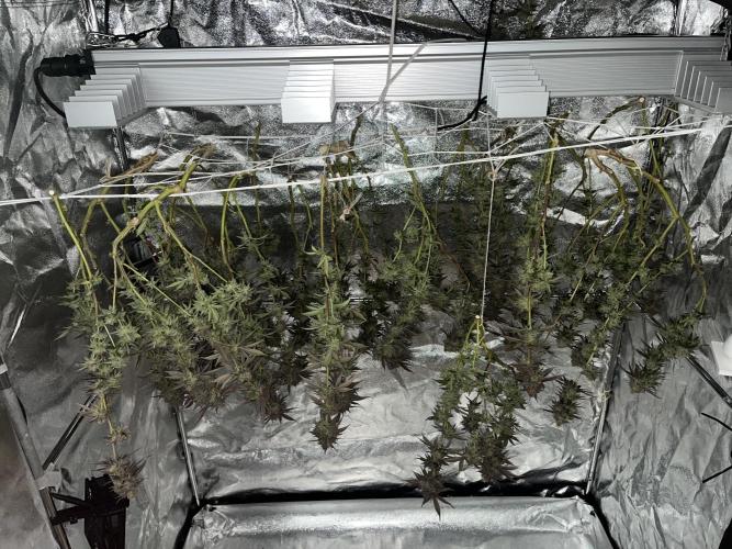 Monstercropping 1.1. Week 17
