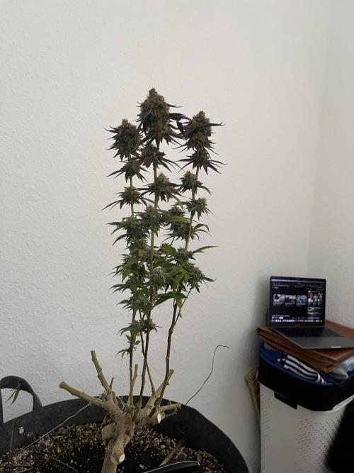 Monstercropping 1.1. Week 17