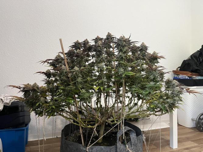 Monstercropping 1.1. Week 17