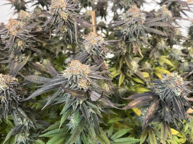 Monstercropping 1.1. Week 17