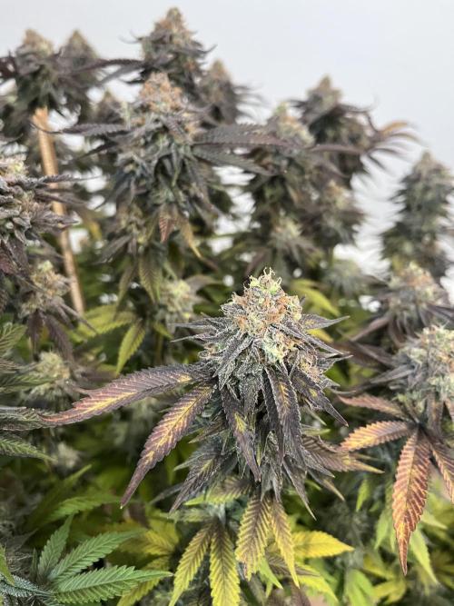 Monstercropping 1.1. Week 17