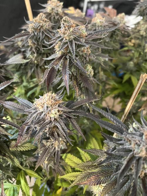 Monstercropping 1.1. Week 17