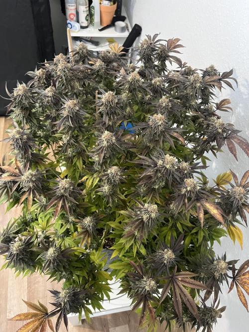 Monstercropping 1.1. Week 17