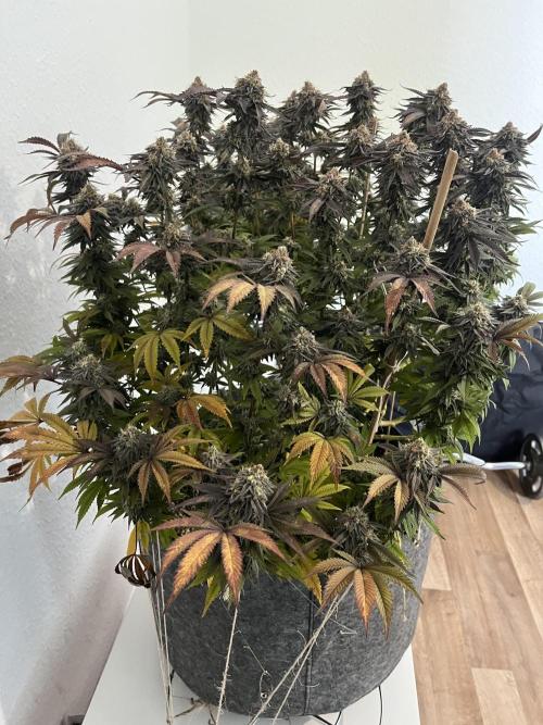 Monstercropping 1.1. Week 17