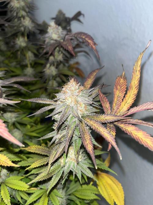 Monstercropping 1.1. Week 17