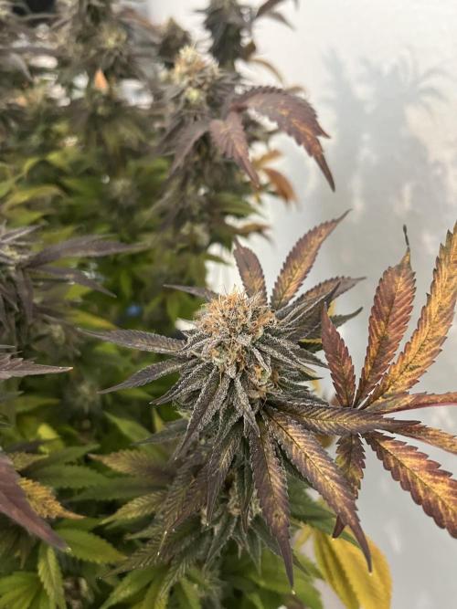 Monstercropping 1.1. Week 17