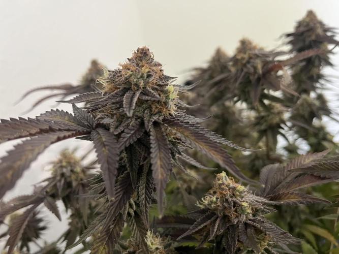 Monstercropping 1.1. Week 17