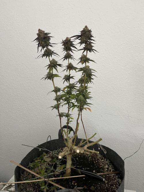 Monstercropping 1.1. Week 17