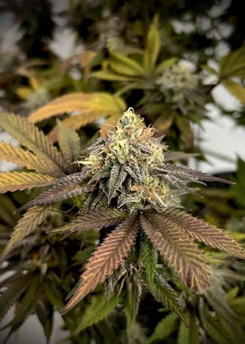 Monstercropping 1.1. Week 17