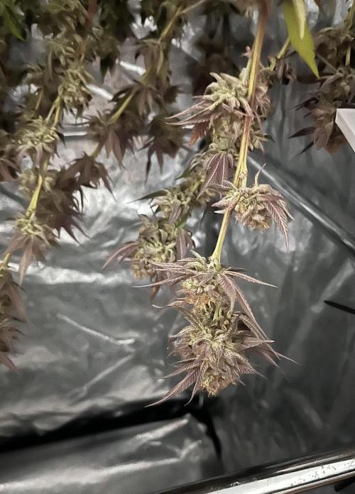 Monstercropping 1.1. Week 17