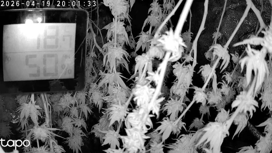 Monstercropping 1.1. Week 17