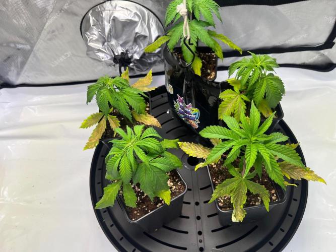 New Setup, Probegrow. Week 3 - im so sorry ❤️