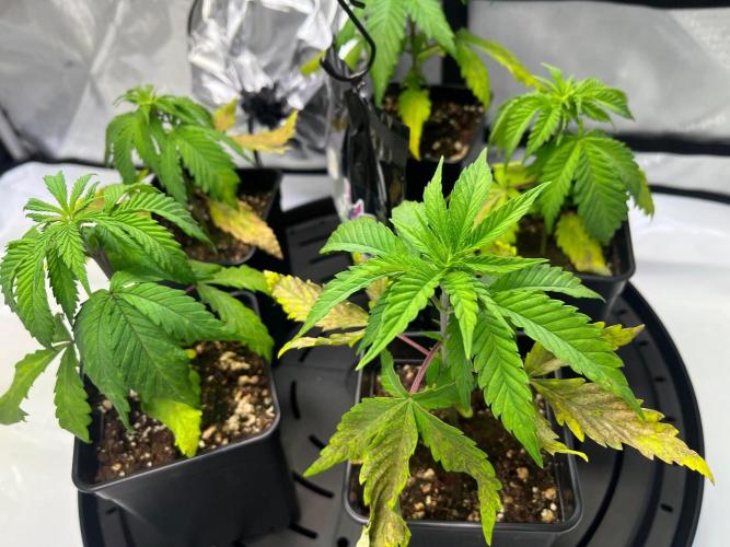 New Setup, Probegrow. Week 3